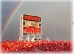 Coach Osborne Autographed Game Day Rainbow Poster - JH-02546