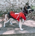 Husker Pets Puffer Vest - PT-C9014